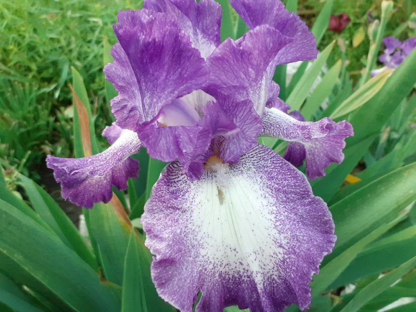  - Iris 2022