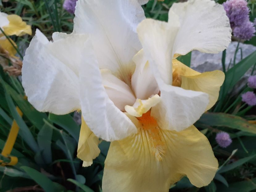  - Iris 2022