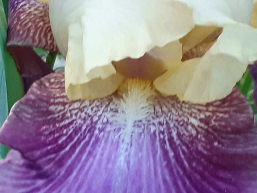  - Iris 2022