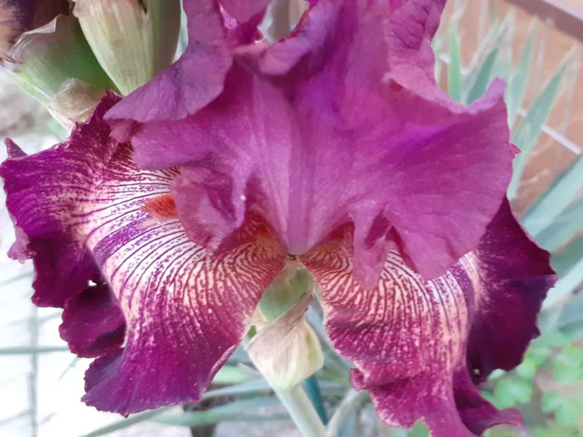 Indiscreet - Iris 2022