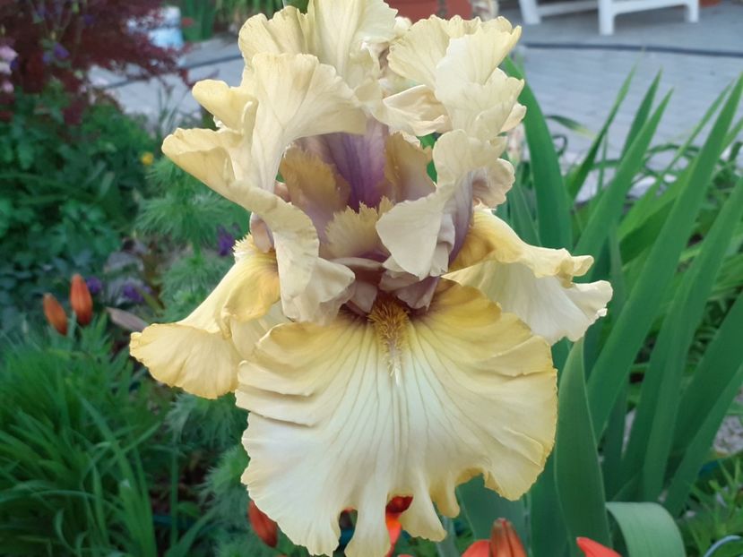 Monsoon moon - Iris 2022