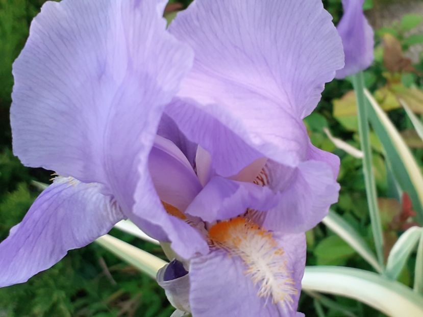 Variegata - Iris 2022