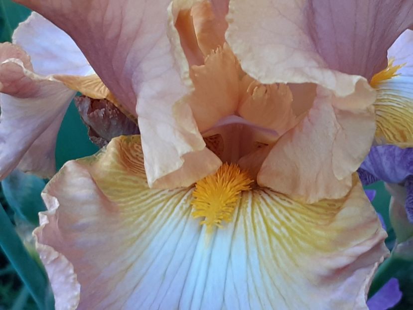 Sheer poetry - Iris 2022