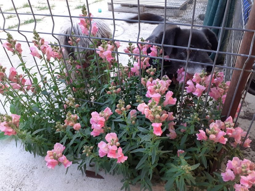 20220522_182255(0) - Gradina 2022