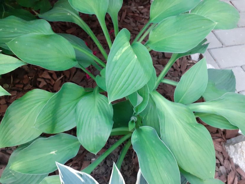  - Hosta