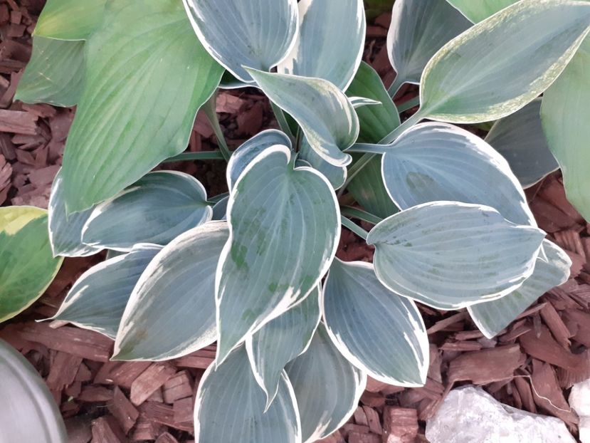  - Hosta