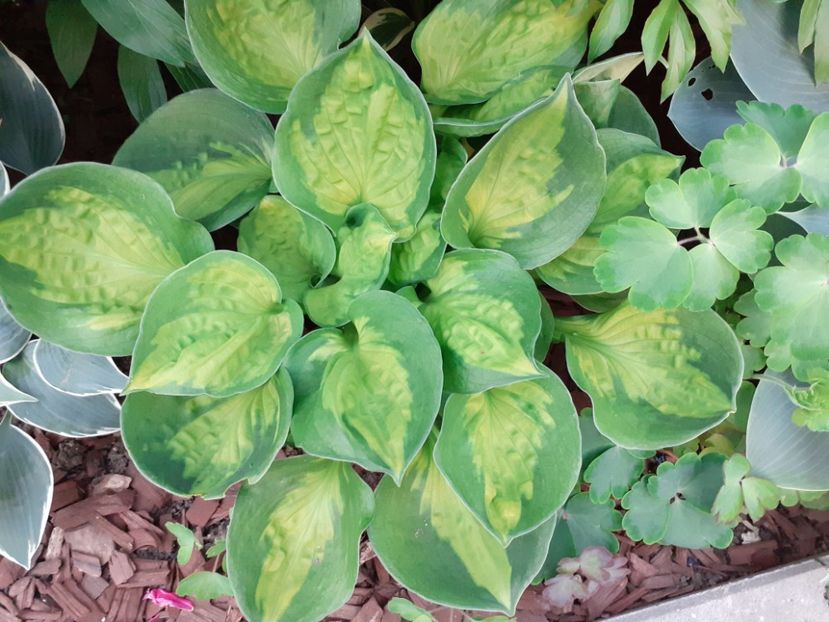  - Hosta