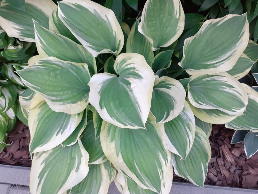  - Hosta