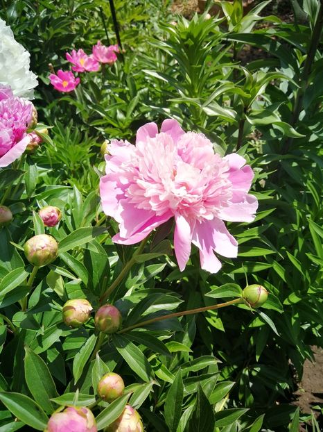 Madame Furtado - 9-Bujori