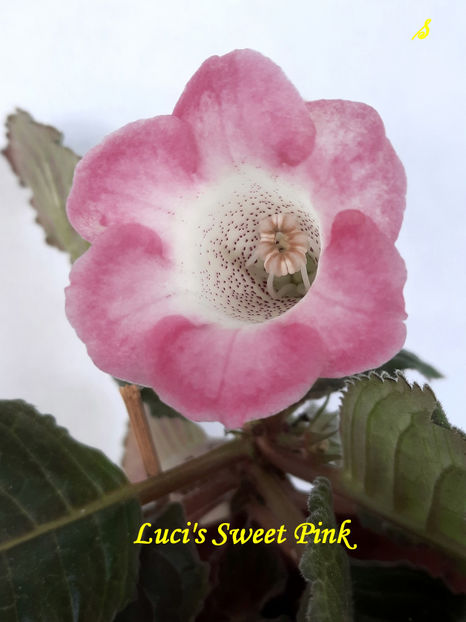 Luci's Sweet Pink(23-05-2022) - Gloxinii 2022