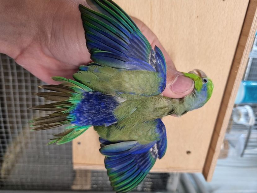  - Papagali forpus