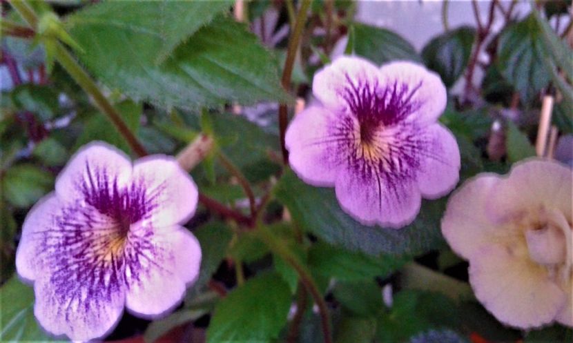  - Rizomii de achimenes plantati astazi pentru anul 2022