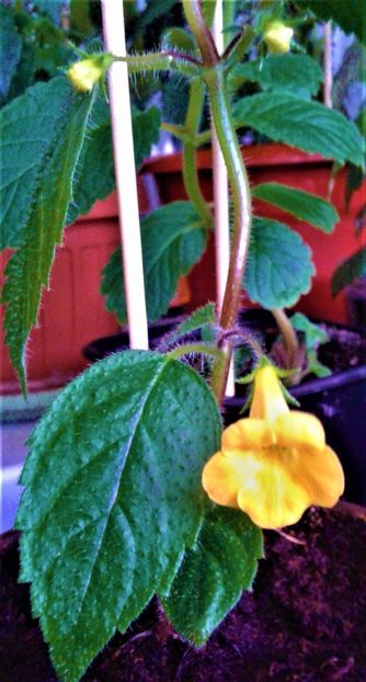  - Rizomii de achimenes plantati astazi pentru anul 2022