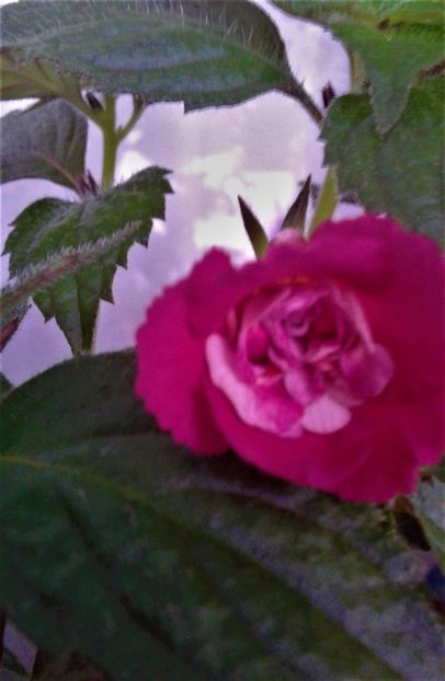  - Rizomii de achimenes plantati astazi pentru anul 2022