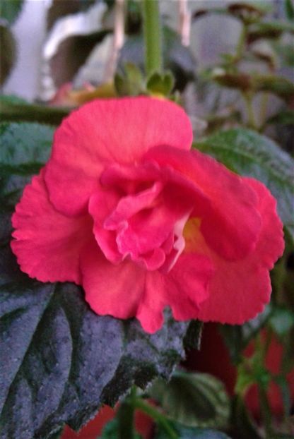  - Rizomii de achimenes plantati astazi pentru anul 2022