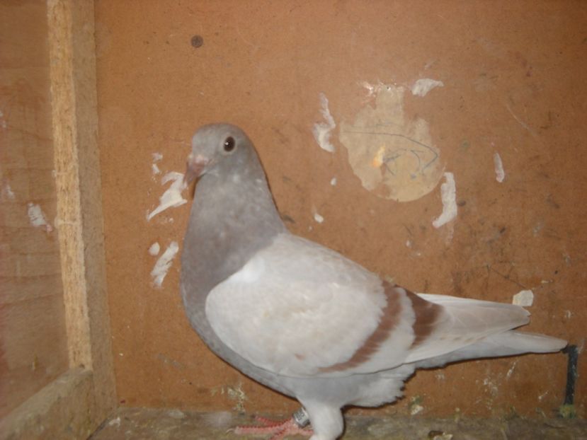  - UNDEVA IN SUCEAVA arhiva