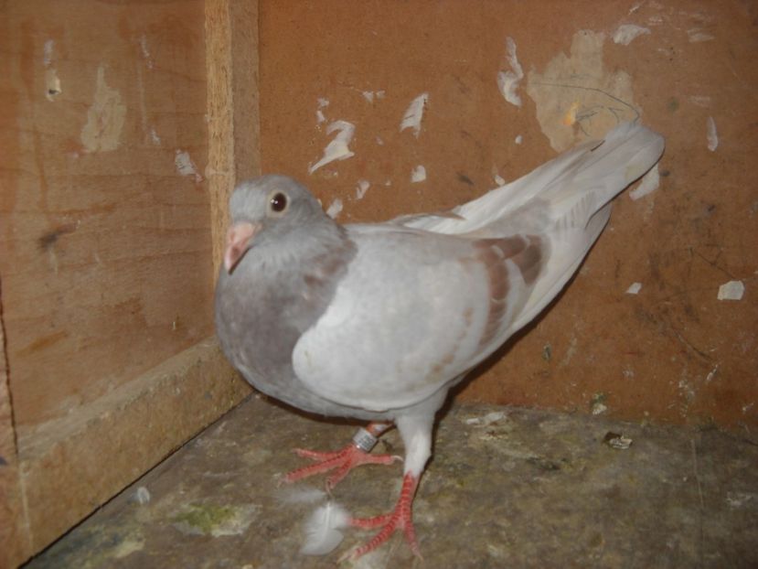  - UNDEVA IN SUCEAVA arhiva