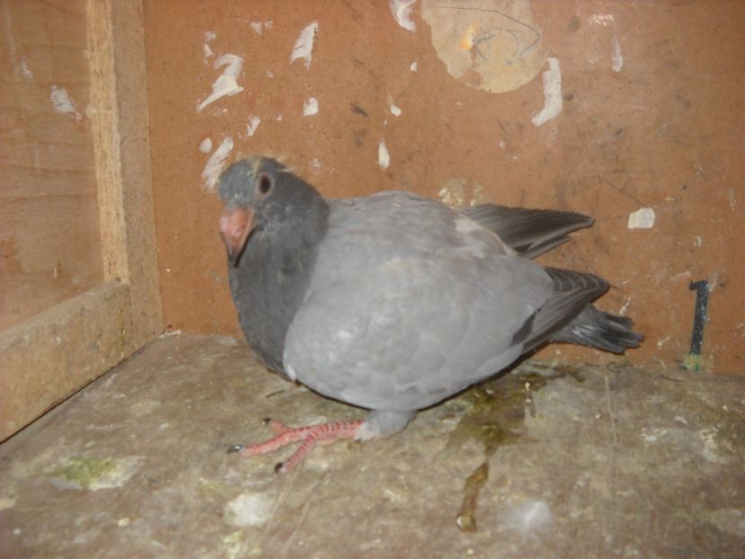  - UNDEVA IN SUCEAVA arhiva