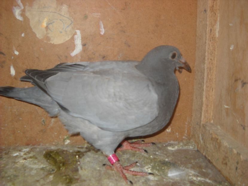  - PORUMBEI VANDUTI 2