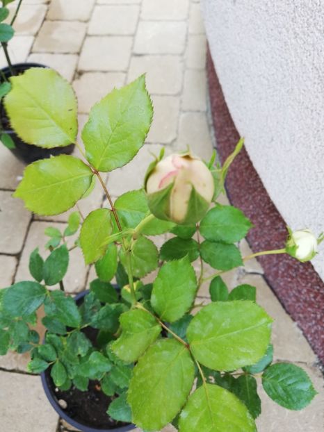  - Trandafiri la ghivece si plante dec la ghivece