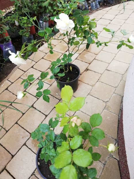  - Trandafiri la ghivece si plante dec la ghivece