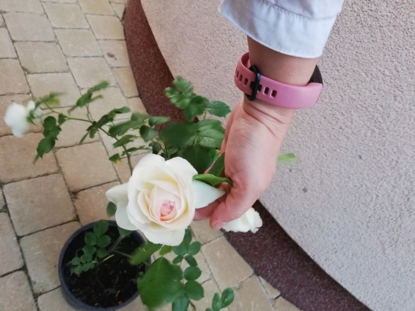  - Trandafiri la ghivece si plante dec la ghivece