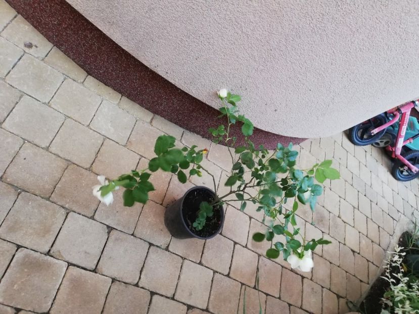  - Trandafiri la ghivece si plante dec la ghivece