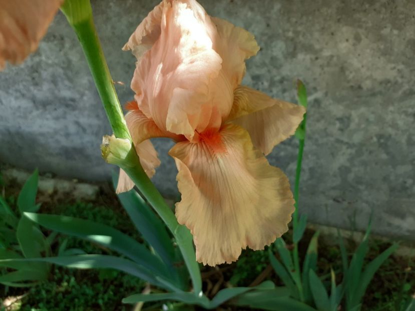  - Iris 2022
