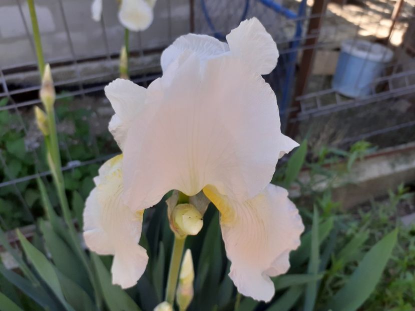  - Iris 2022