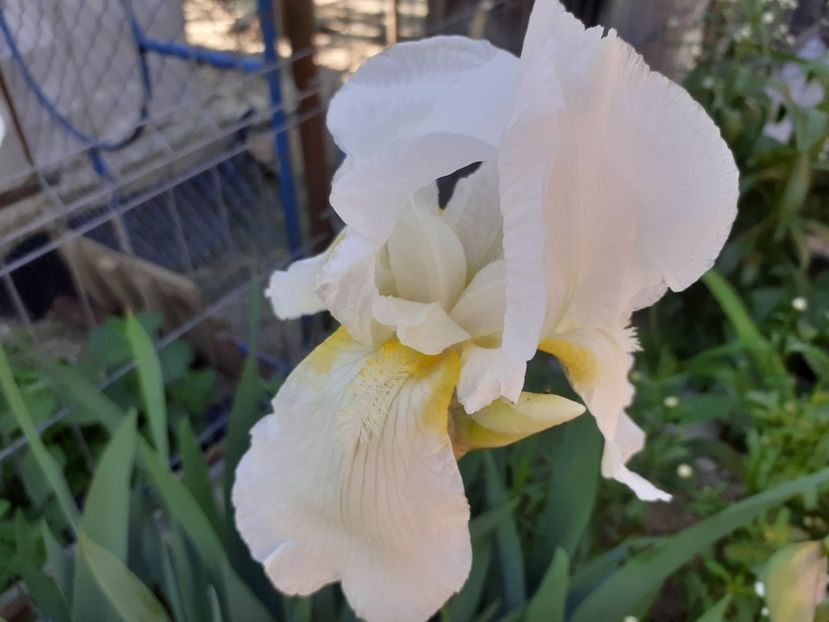 Jake - Iris 2022