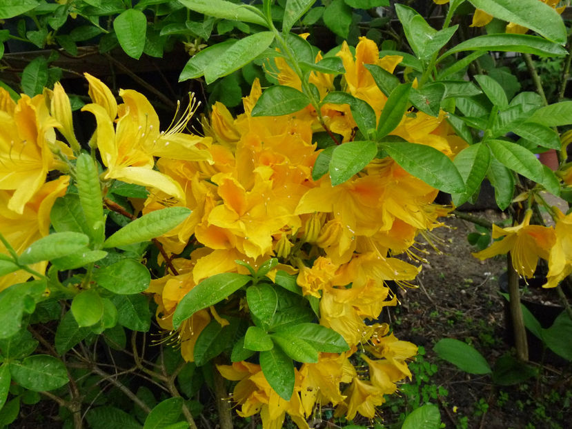  - Azalee si Rhododendroni