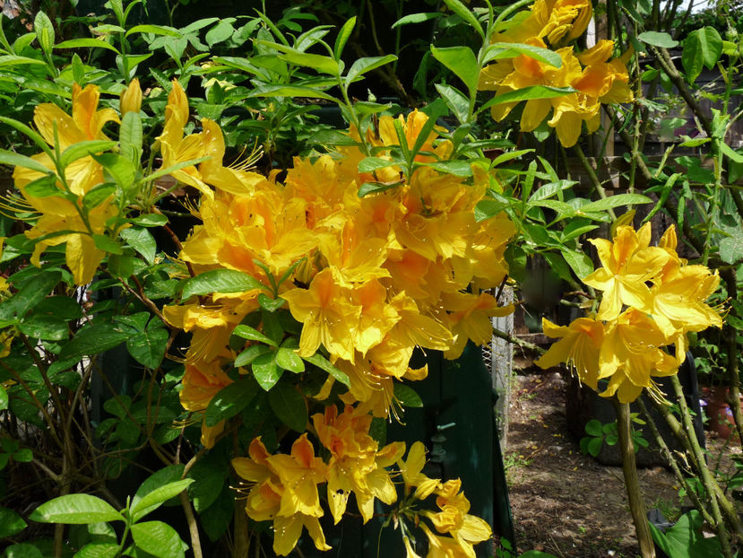  - Azalee si Rhododendroni