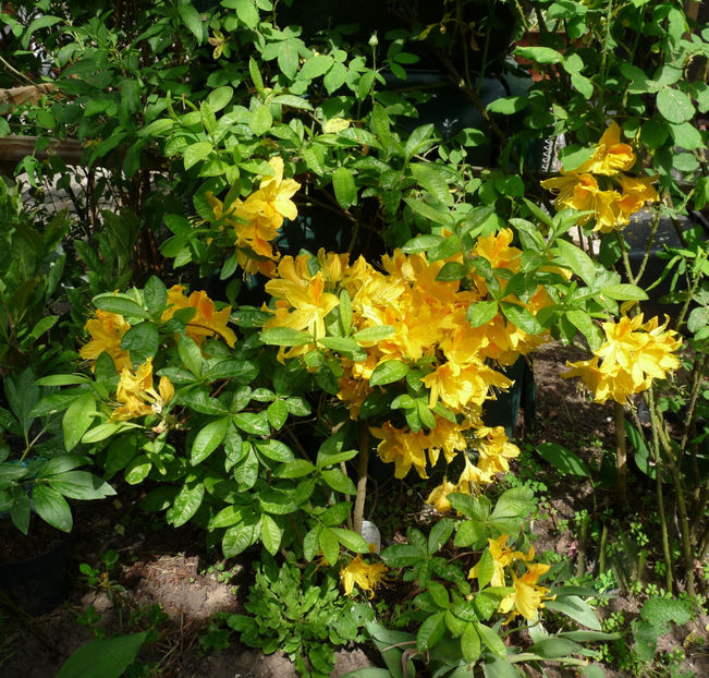  - Azalee si Rhododendroni