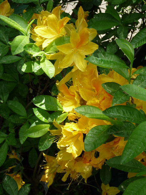  - Azalee si Rhododendroni