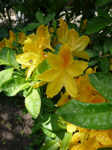  - Azalee si Rhododendroni