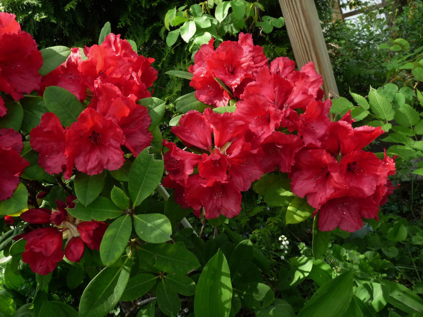  - Azalee si Rhododendroni