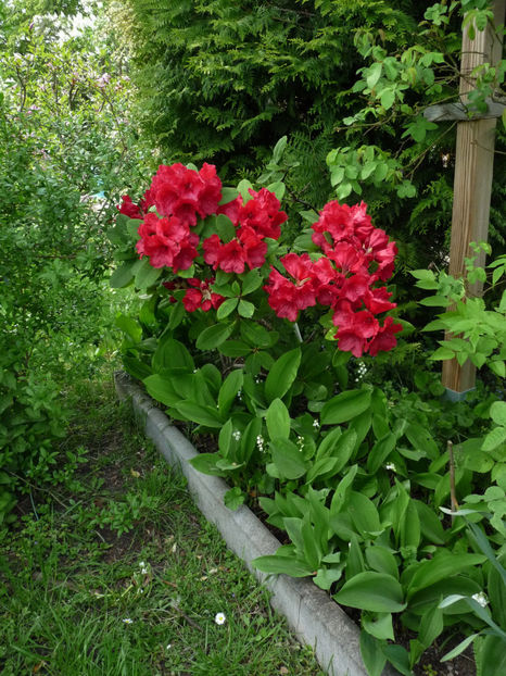  - Azalee si Rhododendroni