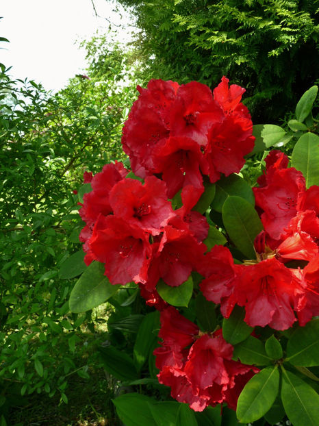  - Azalee si Rhododendroni