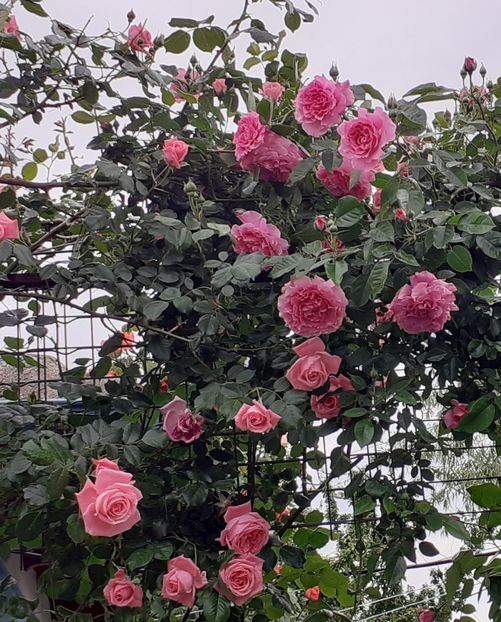  - Heillige Elisabeth 2022