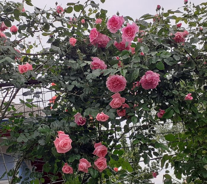  - Heillige Elisabeth 2022