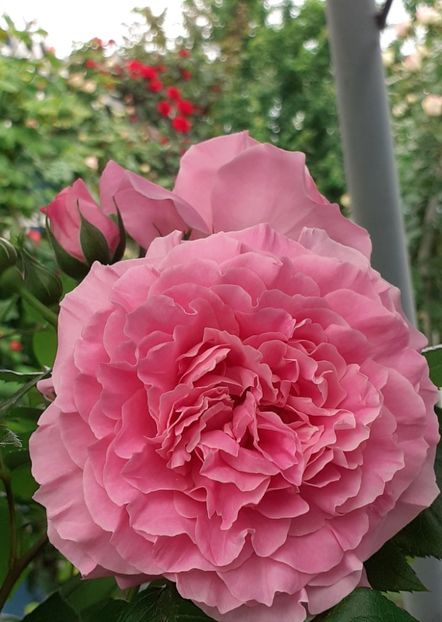  - Heillige Elisabeth 2022