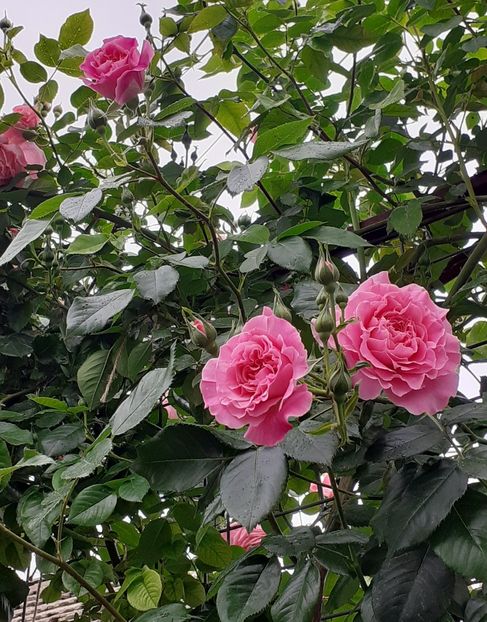  - Heillige Elisabeth 2022