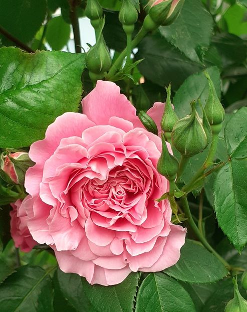  - Heillige Elisabeth 2022