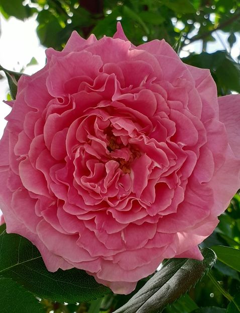  - Heillige Elisabeth 2022