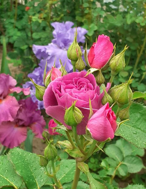  - Minerva 2021 - 2022