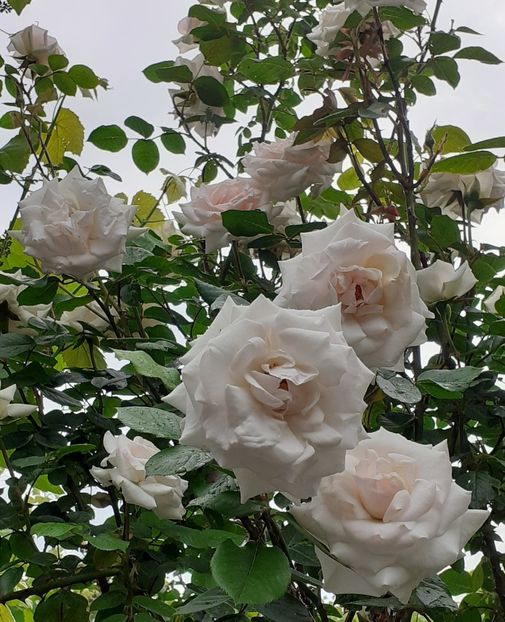  - Swan Lake 2021 - 2022- 2023 - 2024