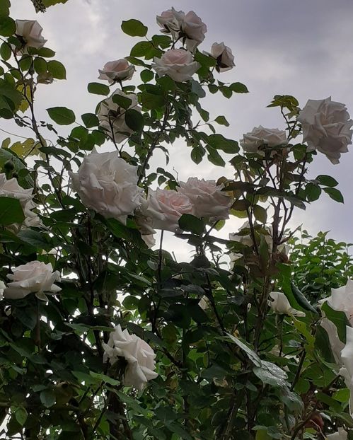  - Swan Lake 2021 - 2022- 2023 - 2024