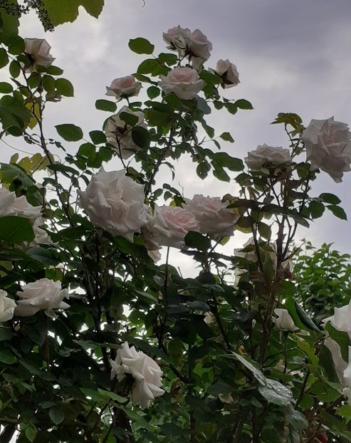  - Swan Lake 2021 - 2022- 2023 - 2024