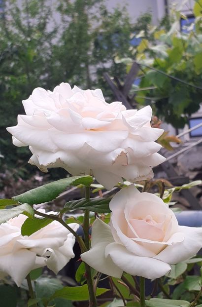  - Swan Lake 2021 - 2022- 2023 - 2024