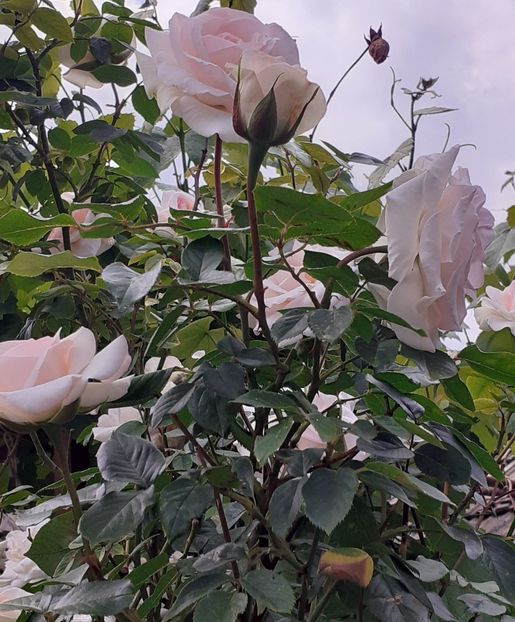  - Swan Lake 2021 - 2022- 2023 - 2024